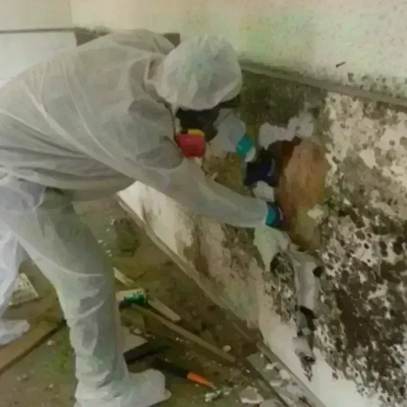 Mold Remediation and Removal in Fort Bend County, TX